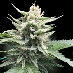 Honey Banana - DNA Genetics