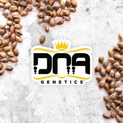 Mix Pack - DNA Genetics