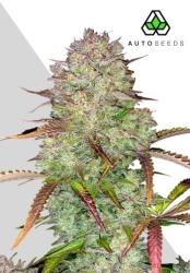 Blue Dream Auto - Auto Seeds