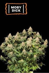 Moby Dick - SeedStockers