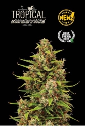 Superior Tropical Zmoothie Auto - Seedstockers