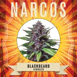 Blackbeard - Narcos Seeds