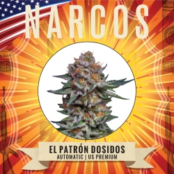 El Patrón Dosidos Auto - Narcos Seeds