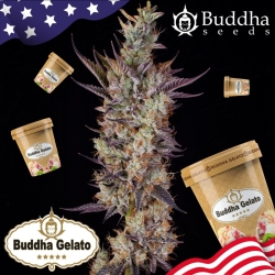 Gelato - Buddha Seeds