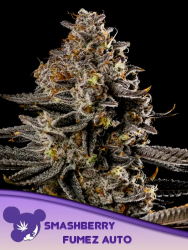 Smashberry Fumez Auto - Anesia Seeds