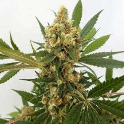 Big Domina Auto - Freedom of Seeds