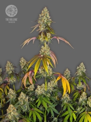 TB Mimosa - The Bulldog Seeds