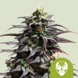 Grandaddy Purple Auto - Royal Queen Seeds