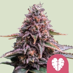 Pink Mist - Royal Queen Seeds