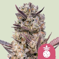 Tropicana Cookies Purple - Royal Queen Seeds