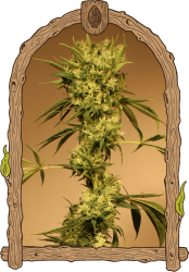 White Jewel Reg. - Exotic Seeds