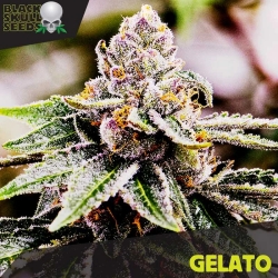 Auto Gelato - Black Scull Seeds