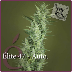 éLite 47 Auto - élite Seeds