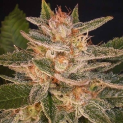 Delicious Candy Reg. - Delicious Seeds