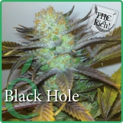 Black Hole - éLite Seeds