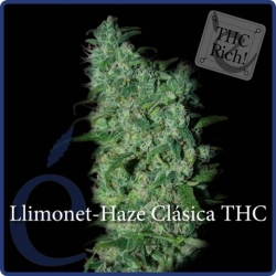 Llimonet Haze Classic THC - éLite Seeds