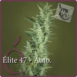 Élite 47 Auto - éLite Seeds