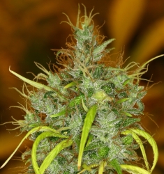 Panama Haze - Ace Seeds