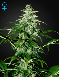 Kalashnikova Auto - GreenHouse Seeds