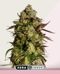 Amnesia Mac Ganja - Kera Seeds