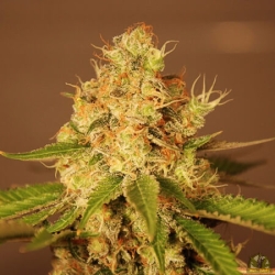 Diesel Auto - G13 Labs