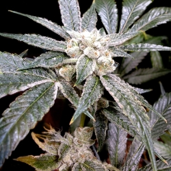 El Fuego - Grow Your Own (DNA)