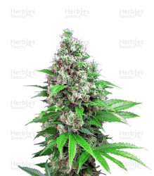 Killer Kush F1 Fast Version (Sweet Seeds) Cannabis-Samen