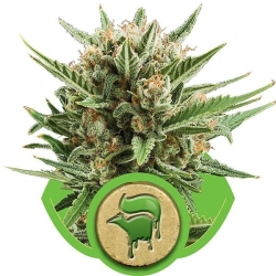 Sweet Skunk Automatic - Royal Queen Seeds