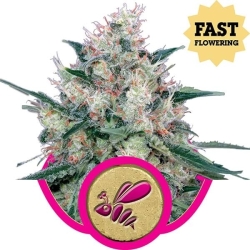 Honey Cream (Fast Flowering) - Royal Queen Seeds