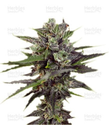 Auto Blueberry (Dutch Passion) Cannabis-Samen