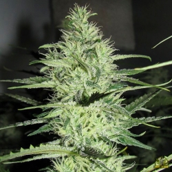 Ace Silver Haze - Greenlabel Seeds