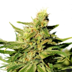 BCN Diesel CBD - Kannabia Seeds