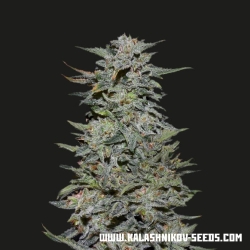 Boy Scout Cookies - Kalashnikov Seeds