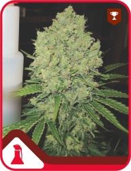 Prozack - Medical Seeds