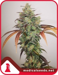 Y Griega CBD - Medical Seeds