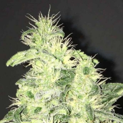 Supreme CBD Kush - Nirvana Seeds