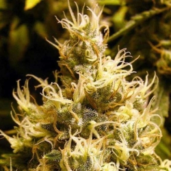 Wonder Woman Reg. - Nirvana Seeds