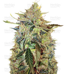 Auto American Pie (Pyramid Seeds) Cannabis-Samen