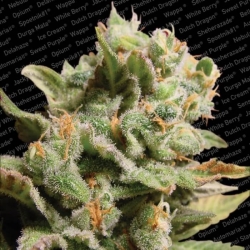 Dutch Dragon - Paradise Seeds