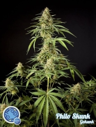 Philo Skunk / Gokunk - Philosopher Seeds