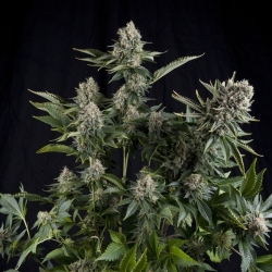 White Widow - Pyramid Seeds