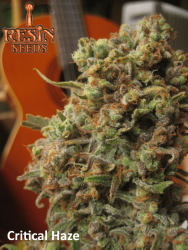 Critical Haze - Resin Seeds