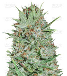 Wembley (Pyramid Seeds) Cannabis-Samen