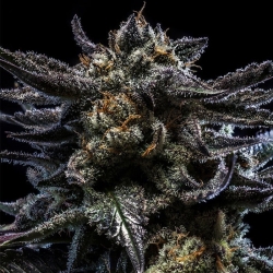 Zombie Kush - Ripper Seeds