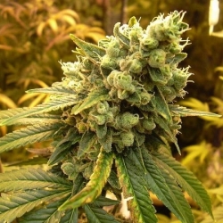 Sour Diesel - Professor Trichom