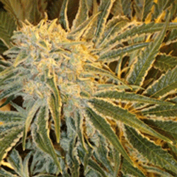 Northern Lights #9 - Sagarmatha Seeds