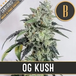 OG Kush - BlimBurn