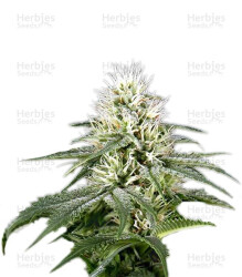 White Rhino (GHS) Cannabis-Samen