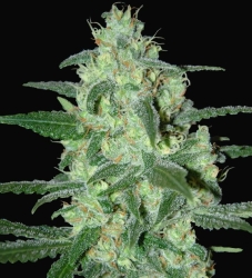 Thunder Bloody Mary - Samsara Seeds