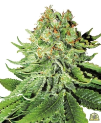 Super Skunk Automatic - Sensi Seeds